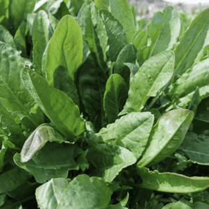Fresh green leaves of a healthy plant.